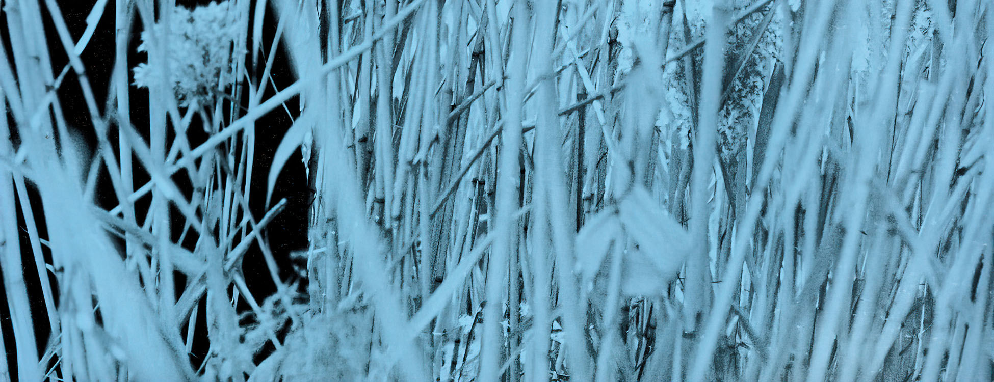 Wayne Shorter vinyl records collection banner – ToucanRecords.com