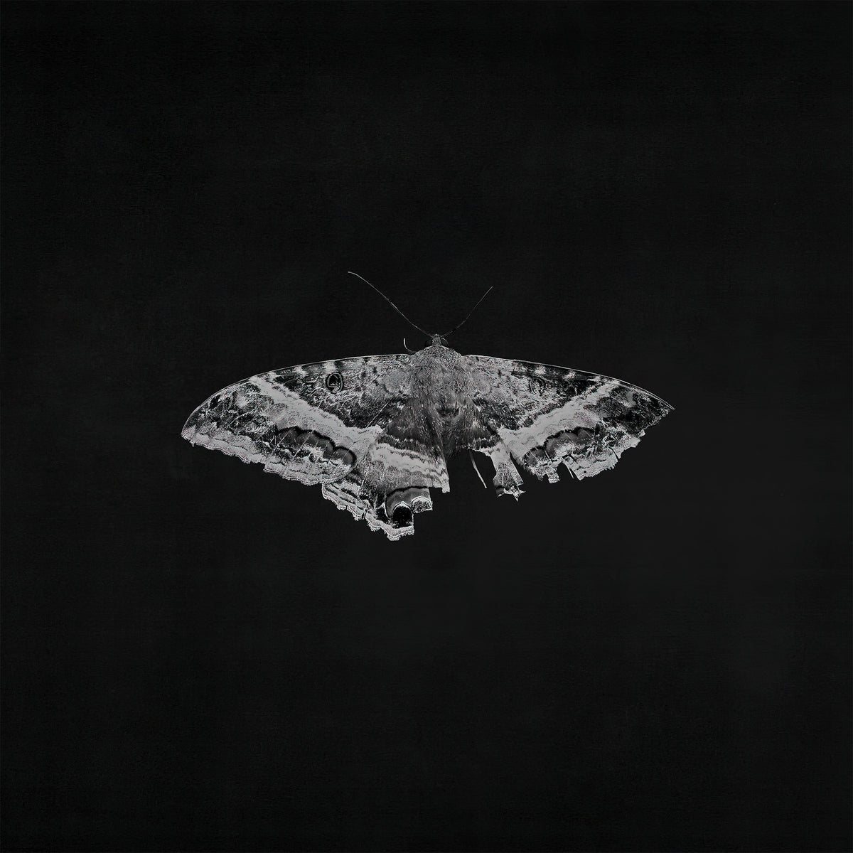 Kendrick Lamar - To Pimp A Butterfly album cover, 10th Anniversary metallic blend 2LP edition, gatefold packaging - premium hip-hop vinyl at ToucanRecords.com