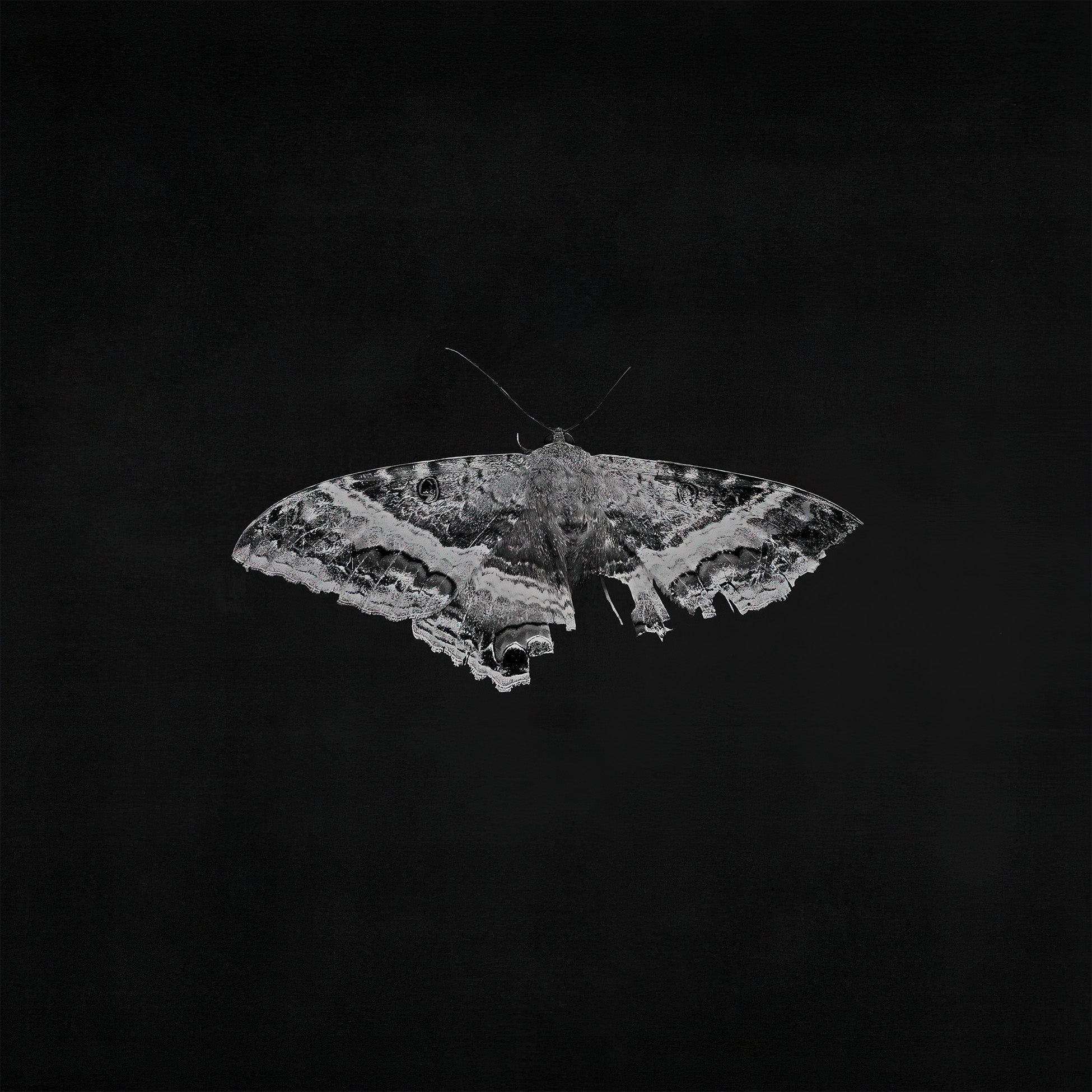 Kendrick Lamar - To Pimp A Butterfly album cover, 10th Anniversary metallic blend 2LP edition, gatefold packaging - premium hip-hop vinyl at ToucanRecords.com