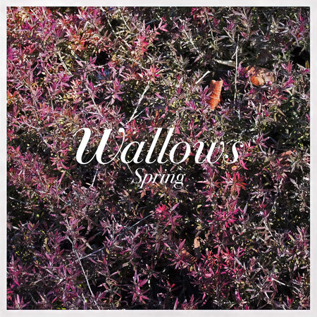 Wallows - Spring album cover, pink and green vinyl EP, indie rock and alternative release — offered by ToucanRecords.com